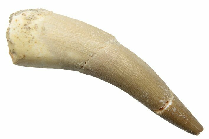 Fossil Plesiosaur (Zarafasaura) Tooth - Morocco #249567